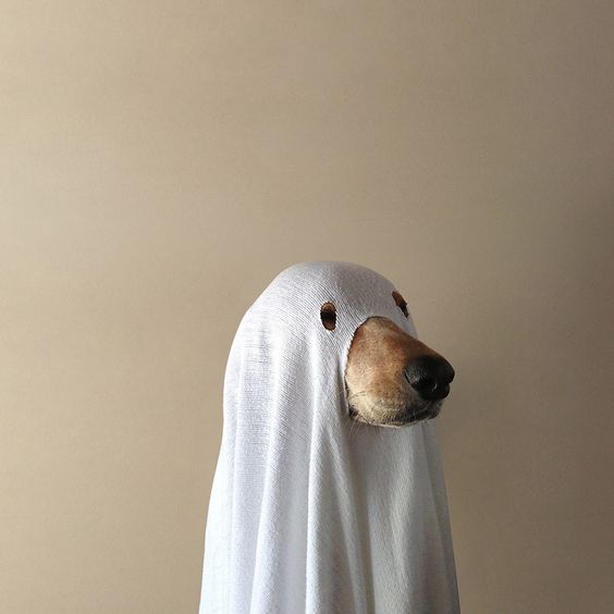Собака - привидение