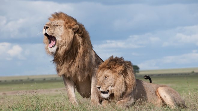 Рев львов можно услышать на расстоянии 8 км