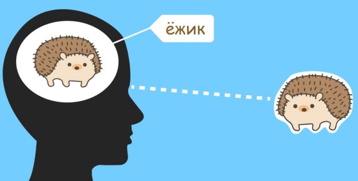 Мозг активирует звуковое обозначение слова: ёжик