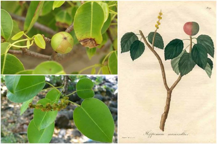 Опасные и ядовитые растения: Манцинелловое дерево (Hippomane mancinella)