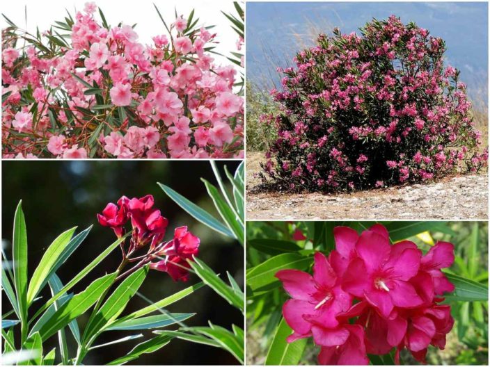 Опасные и ядовитые растения: Олеандр (Nerium oleander)