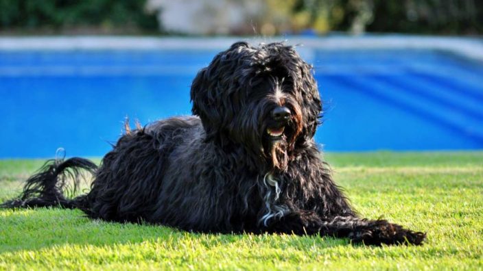 Порода собак: Португальская водяная собака