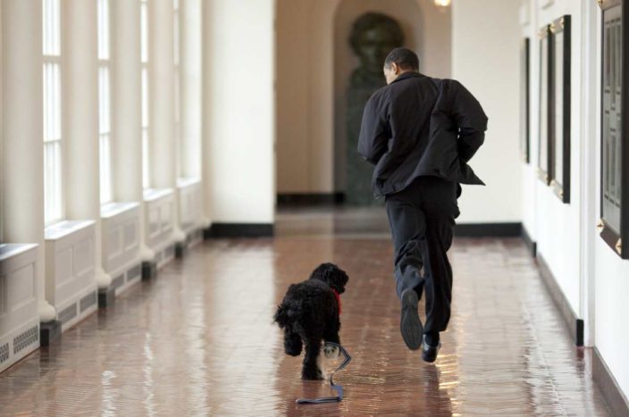 Барак Обама и его собака породы Португальская водяная собака, бегают по коридорам Белого Дома