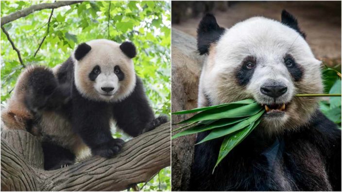 очень опасные животные: Панда