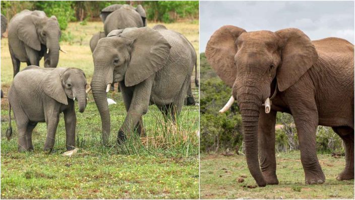 очень опасные животные: Слоны