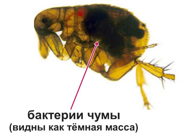Крысиная южная блоха (Xenopsylla cheopis), заражённая бактериями чумы