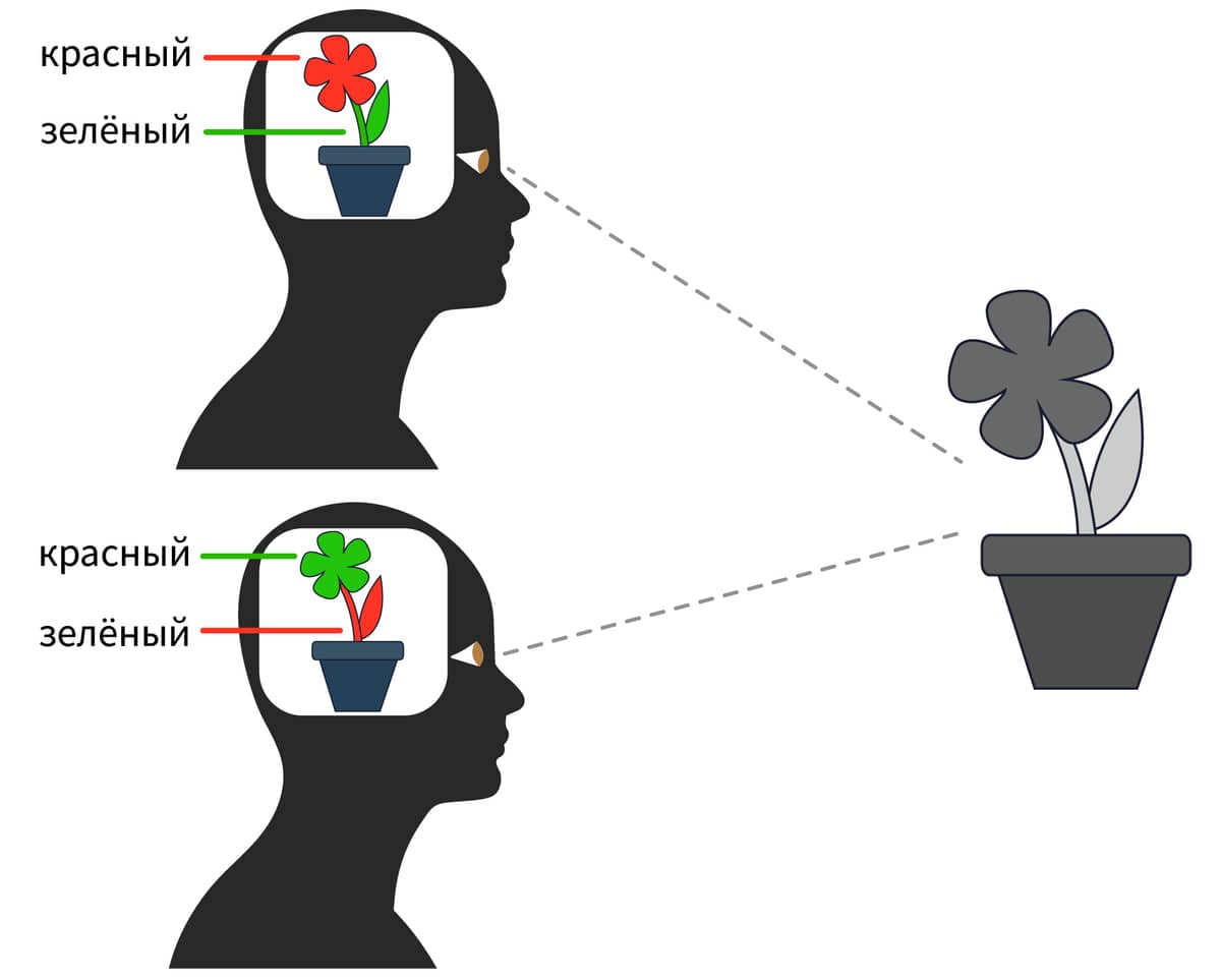 Растения видят. Видим ли мы цвет одинаково. Difficult recognition Flower.